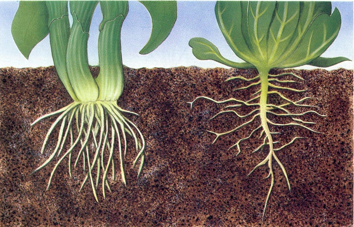 Сложная корневая система. Корни растений. Корешок растения. Корневые системы растений. Корни растений в почве.